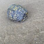 Record 36548 voucher