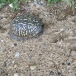 Record 36549 voucher