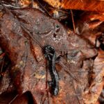 Record 36559 voucher