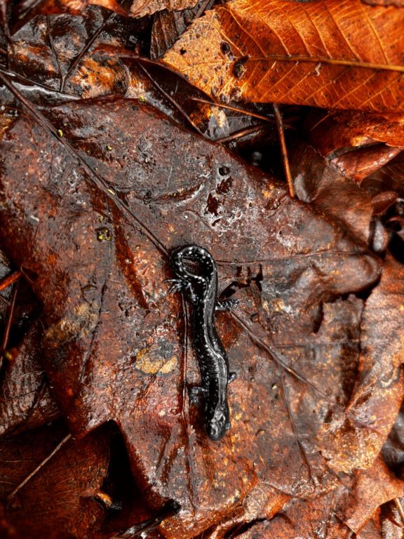 CarterJ - description goes here.