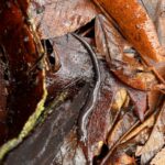 Record 36560 voucher