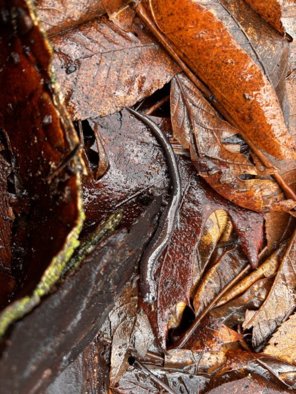 CarterJ - description goes here.