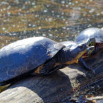 Record 36569 voucher