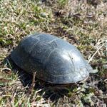 Record 36586 voucher