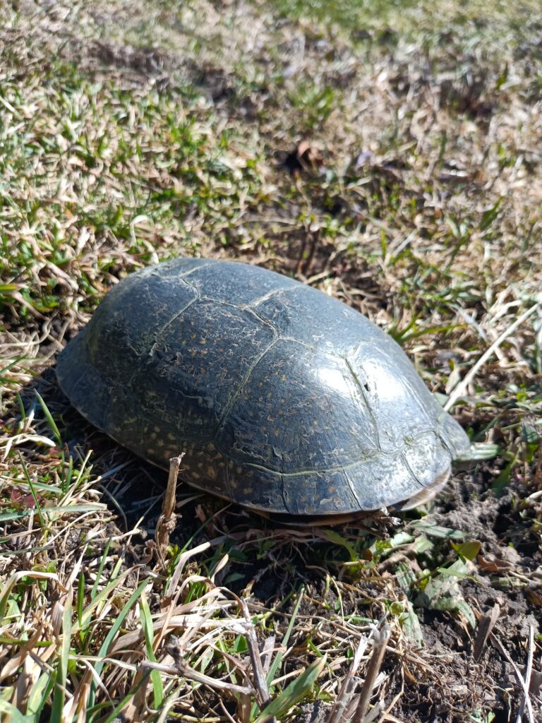 Vinny D - description goes here.