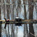 Record 36587 voucher