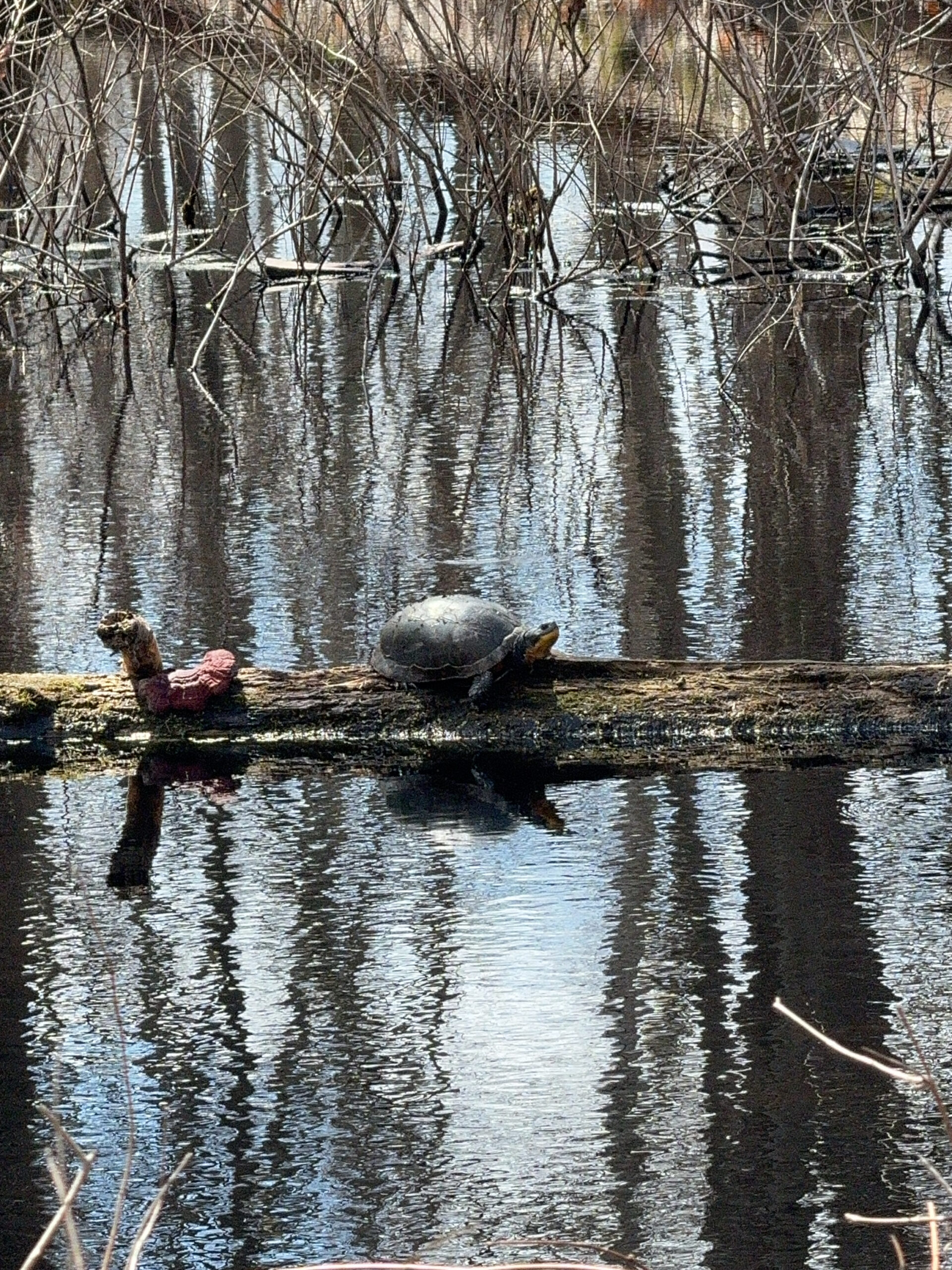 Mark Graf - description goes here.