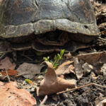 Record 36797 voucher