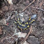 Record 36589 voucher