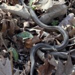 Record 36598 voucher