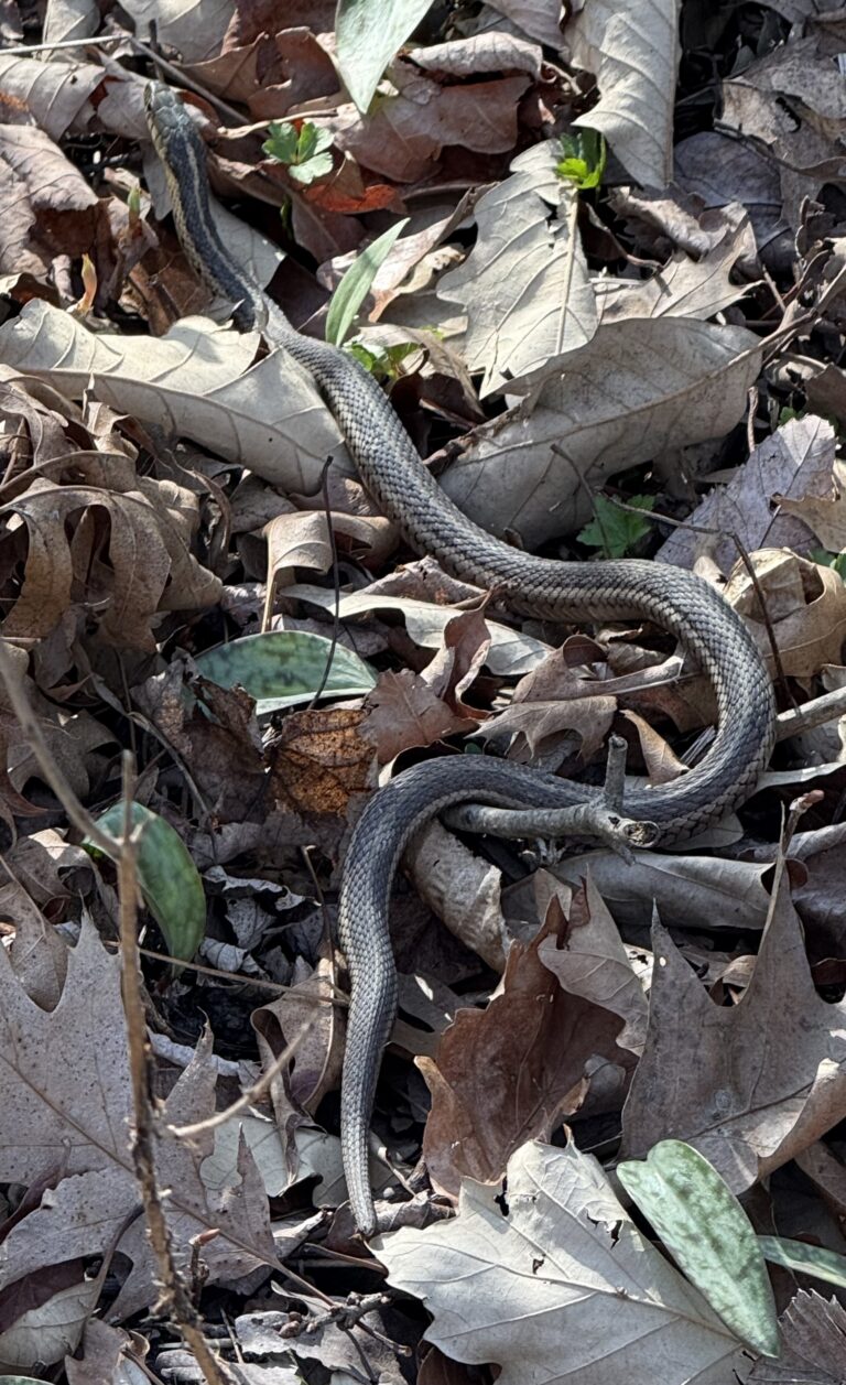 Sarah Romero - description goes here.