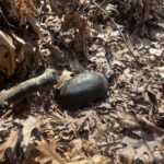 Record 36603 voucher