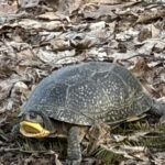 Record 36612 voucher