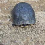 Record 36616 voucher