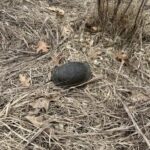 Record 36617 voucher