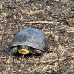 Record 36628 voucher