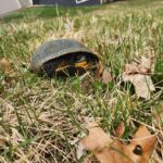 Record 36641 voucher