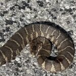 Record 36644 voucher