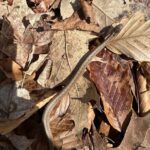 Record 36656 voucher