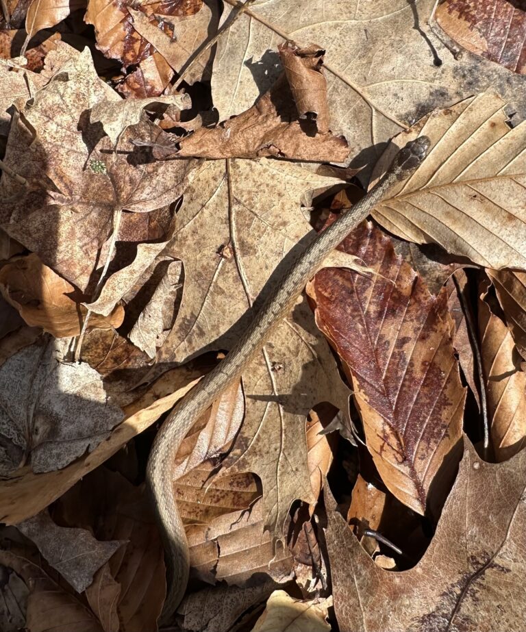 susan miller - description goes here.