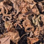 Record 36672 voucher