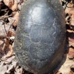 Record 36673 voucher