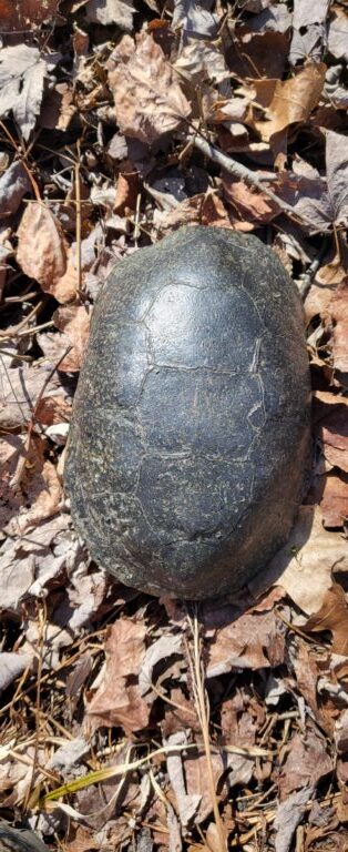 description goes here.