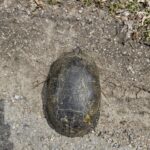 Record 36674 voucher