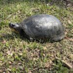 Record 36675 voucher