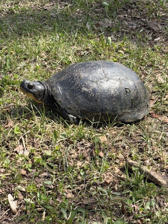 description goes here.