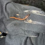 Record 36720 voucher