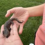 Record 36678 voucher