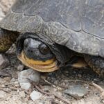 Record 36682 voucher