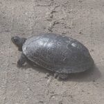 Record 36694 voucher