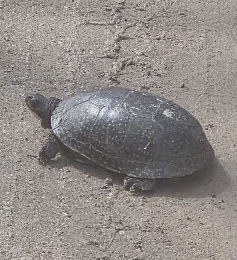 Glenda Kilpatrick - description goes here.