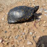 Record 36698 voucher