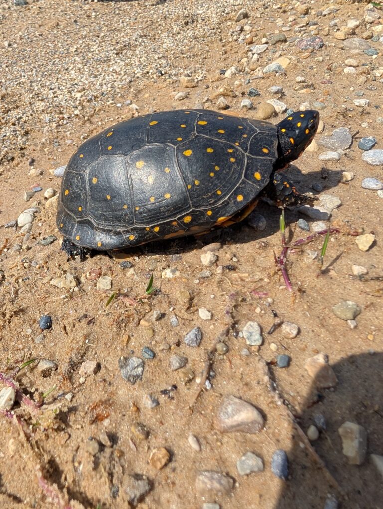 sdawe25 - description goes here.