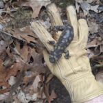 Record 36699 voucher