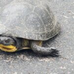 Record 36700 voucher