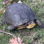 Record 36702 voucher