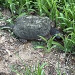 Record 36701 voucher