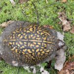 Record 36713 voucher