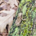 Record 36715 voucher