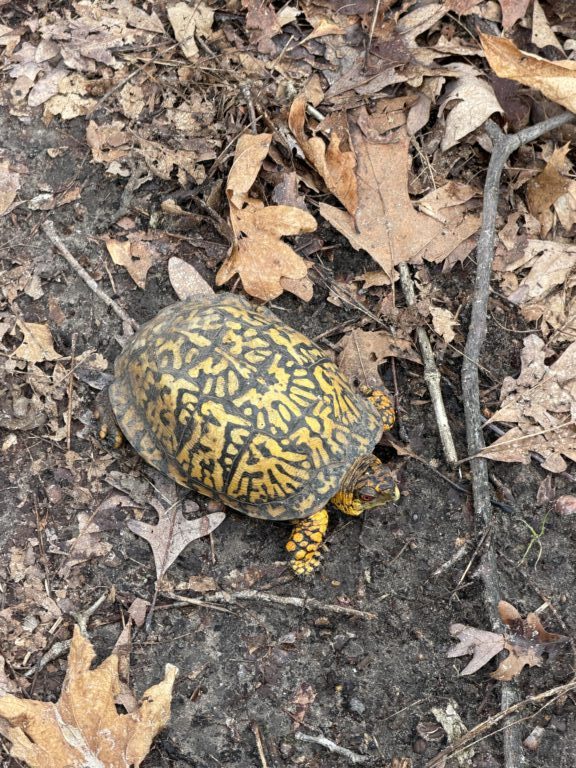 description goes here.