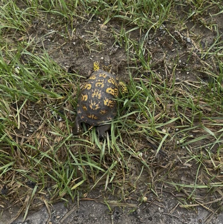 description goes here.