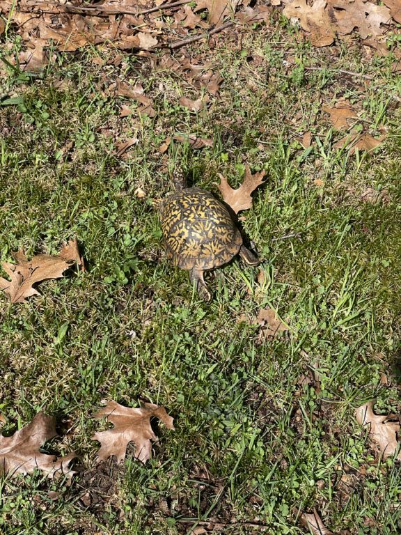 description goes here.