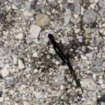 Record 36732 voucher