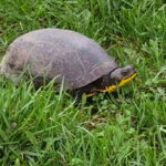 Record 36762 voucher