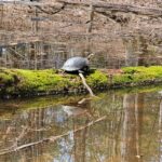 Record 36733 voucher