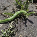 Record 36765 voucher